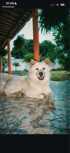 Procuro cachorro macho para cruzar com Jade