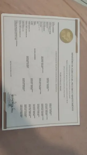 Vende-se égua puro sangue Árabe, registrada 4 anos de idade.