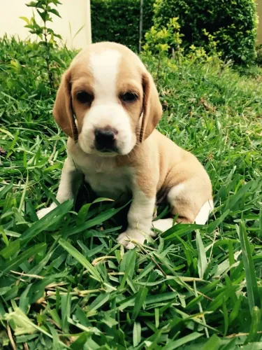 Beagle Excelência da raça com muito amor envolvido