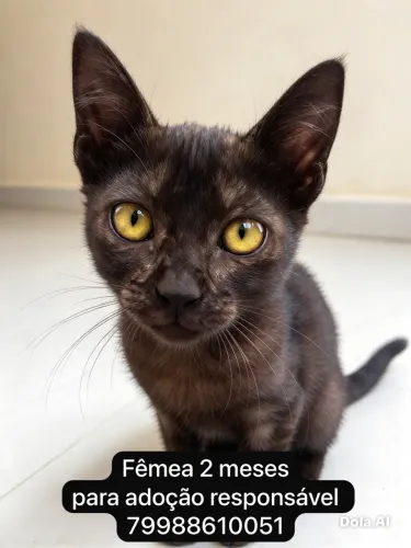 Fêmeas para adoção responsável