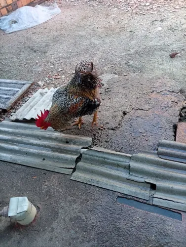 GALO E GALINHAS