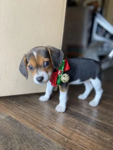 Beagle Quem conhece um dog assim nunca esquece