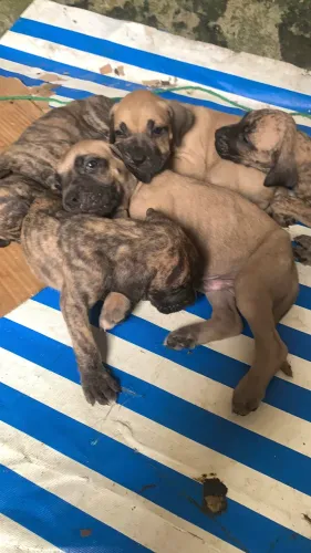 Filhotes de Fila Brasileiro 