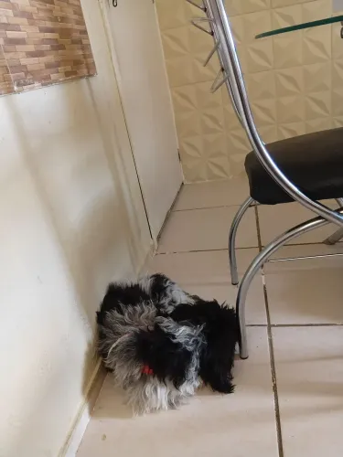 Cachorro 