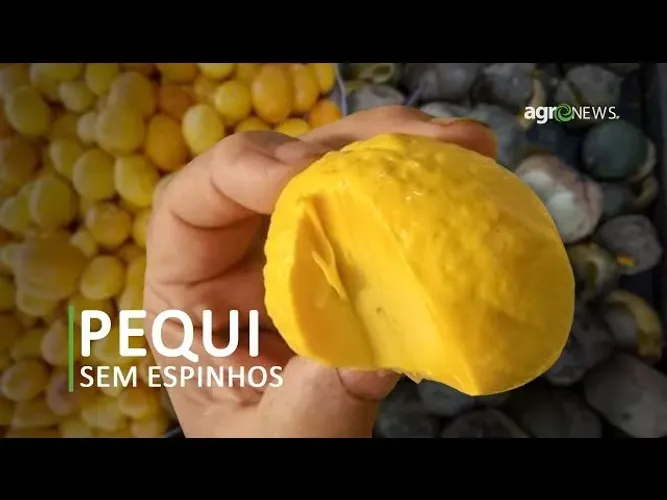 mudas de pequi enxertas  gigante sem espinhos do xingu