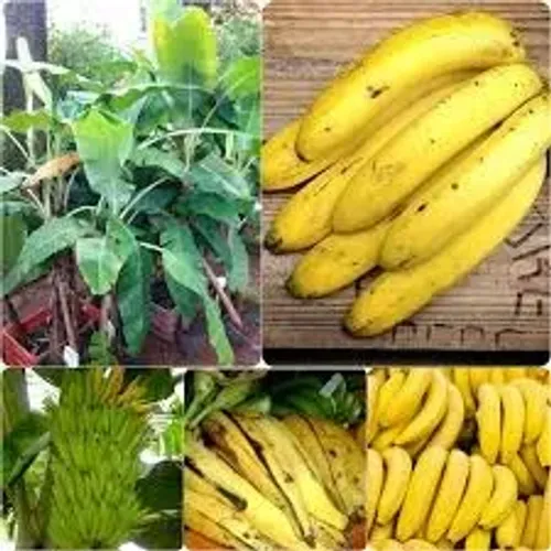 mudas da banana terra de fritar 
