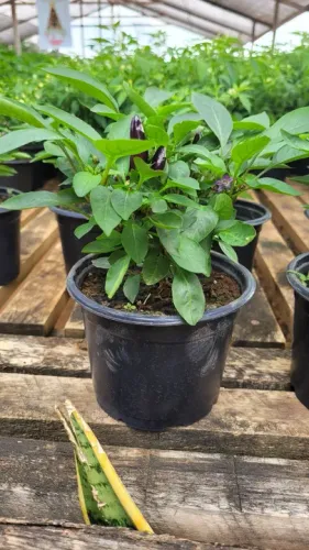 Lindas mudas de pimenta de mesa