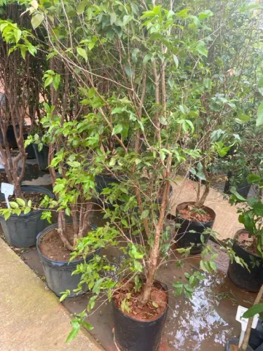 Jabuticaba Sabará 
