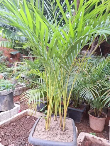 Vendo palmeira Areca