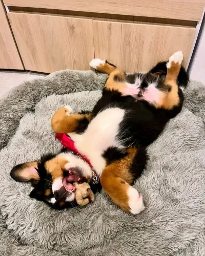 Bernese preferidos de porte grande