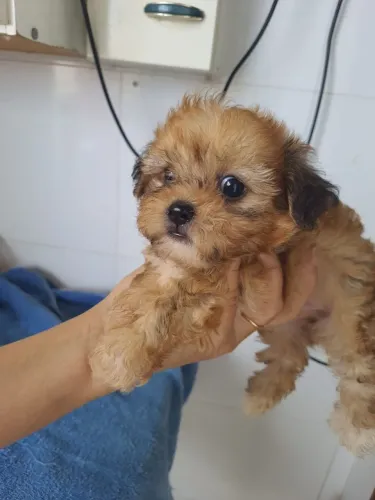 Cachorrinha misturinha de shih-tzu e poodle. 