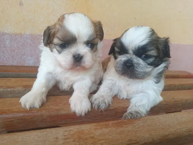 Shih tzu tricolor