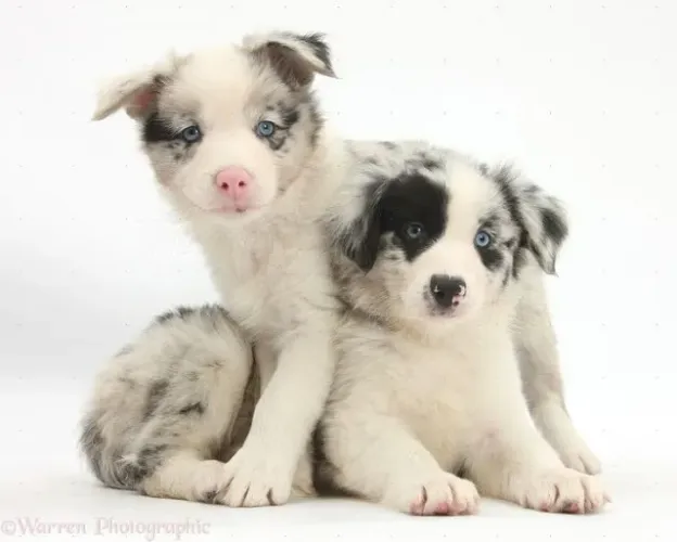 border collies temos red merle