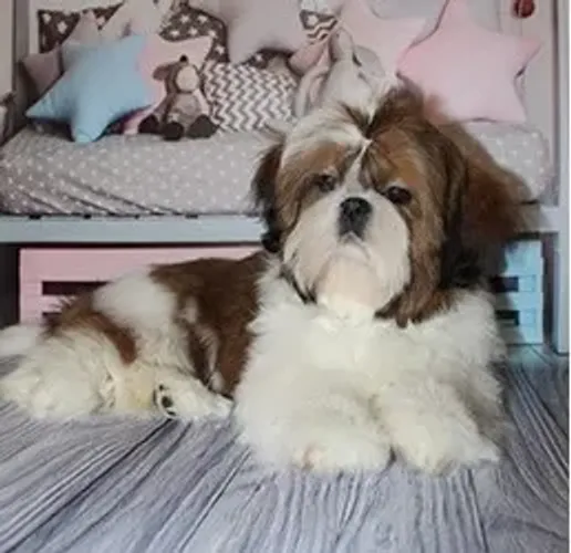 Shih-Tzu Fêmea White: Pequena e Cheia de Encanto!