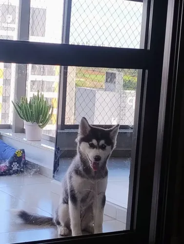 Pomsky | Mini Husky 