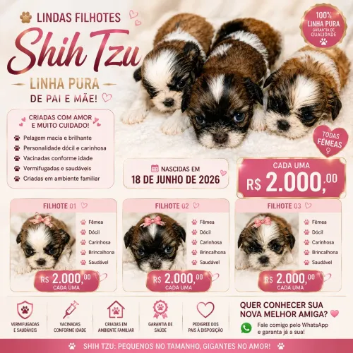Shitzu Fêmeas 