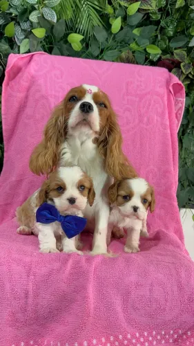 Cavalier king a pronta entrega, entregamos ainda hoje