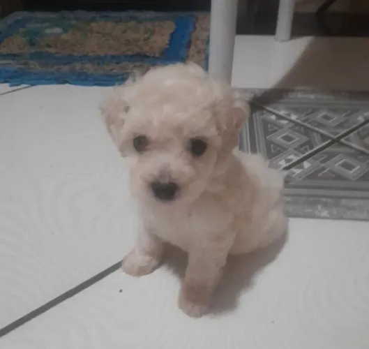 Filhote de poodle