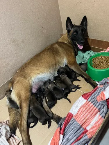 Vendo filhotes de Pastor belga Malinoa puro pães no local 