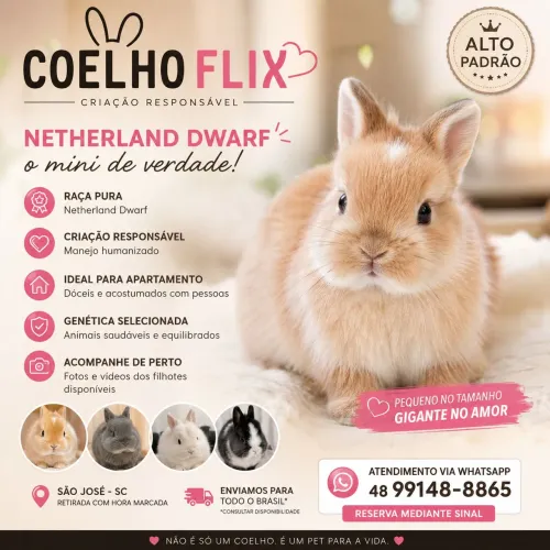 Mini Coelho Netherland anão Puro