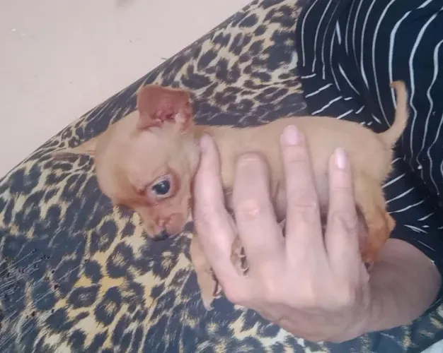 Pinscher fêmea zero 