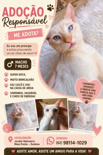Adoção de um gato macho