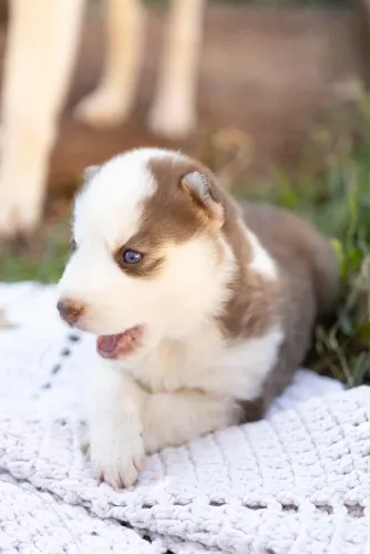 Filhotes de husky siberiano