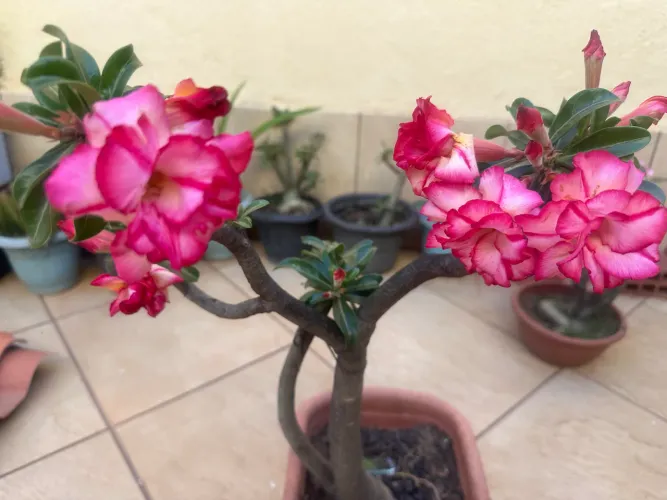 Rosa do deserto