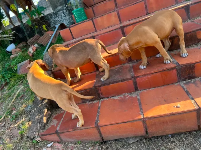 Filhote de Pitmonster com bull terrier