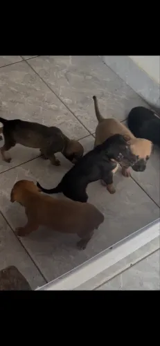 Adoção de belos filhotes SRD