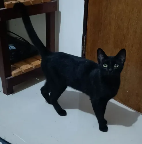 Gatinha mansa jovem já castrada para doação com entrega grátis 