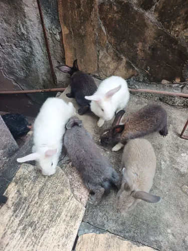 Vendo filhote de coelho 