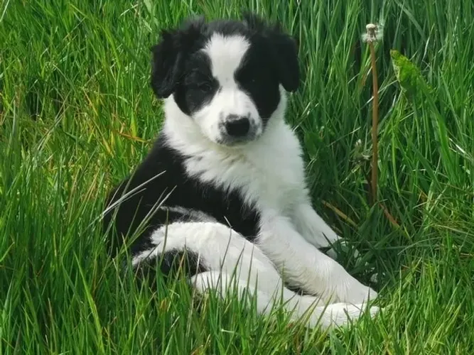 Filhote de cachorro Border Collie de pelagem densa e muito dócil