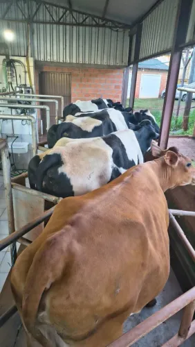 2 Vacas Jersey em lactação