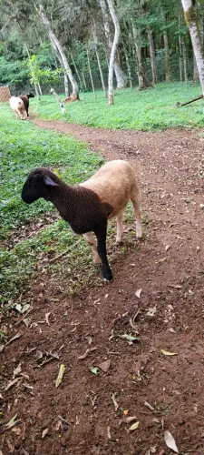 Ovelha a venda.
