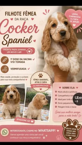 Filhote cocker spaniel inglês