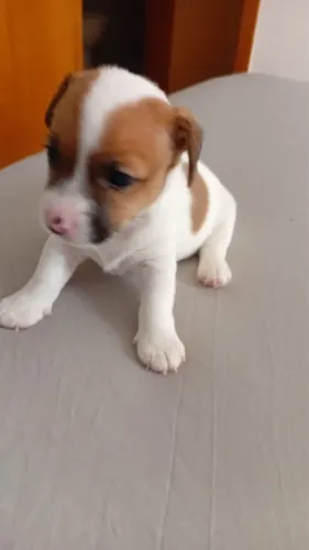 Filhote de  Jack Russell Terrier