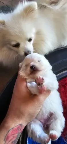 Vendo lulu da pomerania