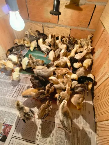 Pintinhos caipira e semi caipira