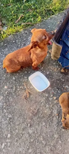 Cachorros raça pequena bem pequeno