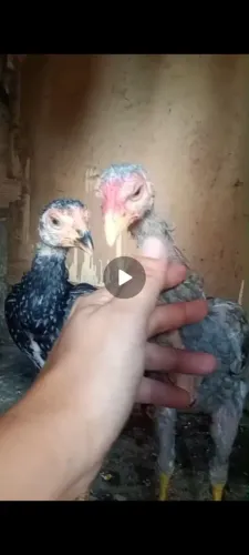 Raça de galo carioca 