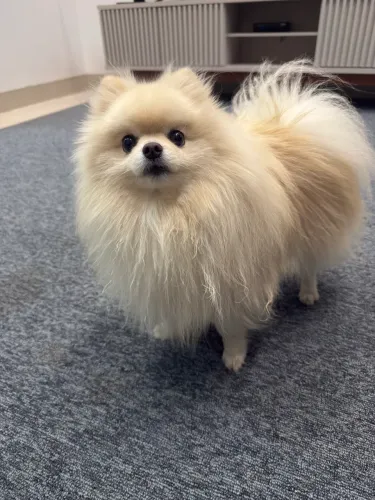 Cruza Spritz Alemão anão (Lulu da pomerania)