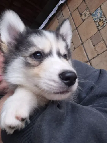 Último Husky da Ninhada OPORTUNIDADE