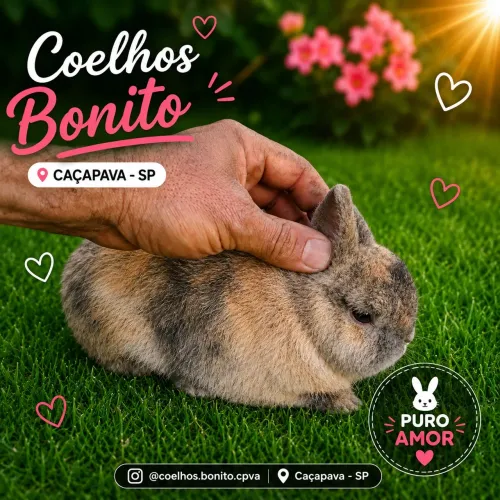 Netherland  dwarf coelho anão importado 