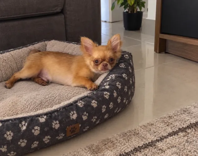 Filhote Chihuahua pelo longo chocolate