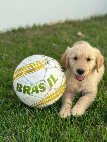 Filhote de Golden Retriver