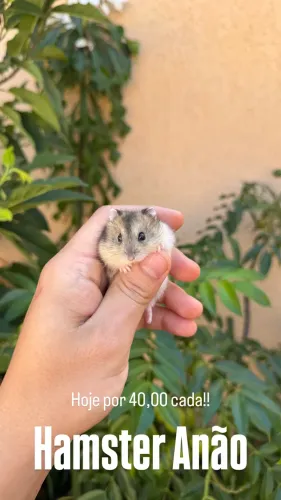 Hamster