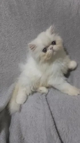 Gato Persa Lindo Filhote!!!