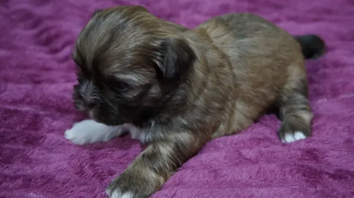 filhote femea shih tzu chocolate focinho marrom