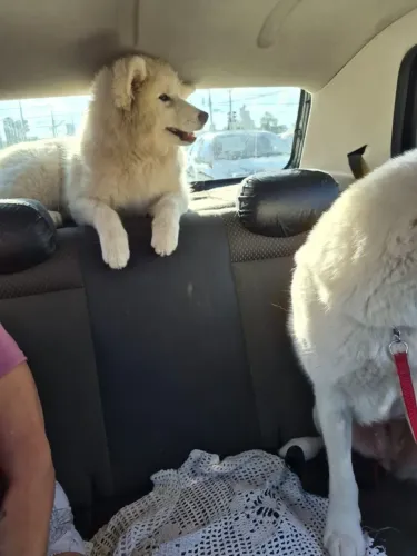 Husky siberiano wolly fêmea 